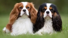 Angielski toy-spaniel